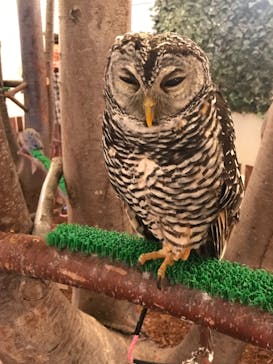 Moff animal cafe イオンモール幕張新都心店に投稿された画像（2019/8/19）