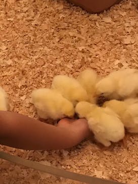 Moff animal cafe イオンモール幕張新都心店に投稿された画像（2019/8/19）