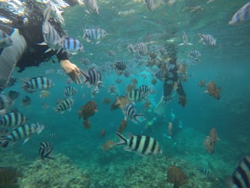 武藤潜水に投稿された画像（2019/8/19）