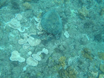 屋久島ガイドクラブに投稿された画像（2019/8/20）