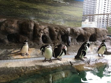 しながわ水族館に投稿された画像（2019/8/21）