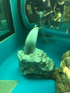 しながわ水族館に投稿された画像（2019/8/21）