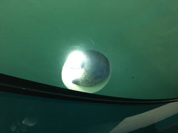 しながわ水族館に投稿された画像（2019/8/21）