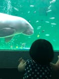 鳥羽水族館に投稿された画像（2019/8/25）