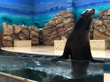 鳥羽水族館に投稿された画像（2019/8/24）