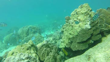 奄美海族塾に投稿された画像（2019/8/25）