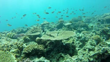 奄美海族塾に投稿された画像（2019/8/25）