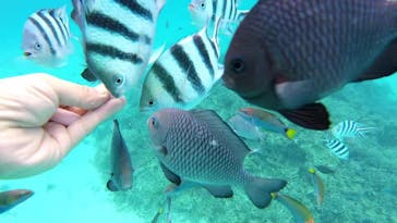 奄美海族塾に投稿された画像（2019/8/25）