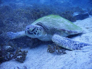 屋久島自然案内に投稿された画像（2019/8/25）