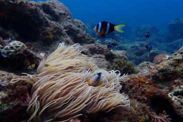 屋久島自然案内に投稿された画像（2019/8/25）