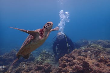 屋久島自然案内に投稿された画像（2019/8/25）