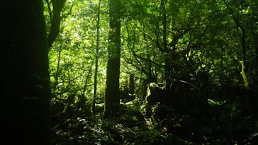 屋久島ガイドクラブに投稿された画像（2019/8/26）