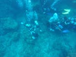 武藤潜水に投稿された画像（2019/8/27）