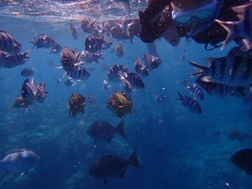 ダイビングショップ Sea Free（シーフリー）に投稿された画像（2019/8/29）