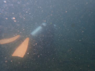 プロダイブショップ ラグナに投稿された画像（2019/8/31）