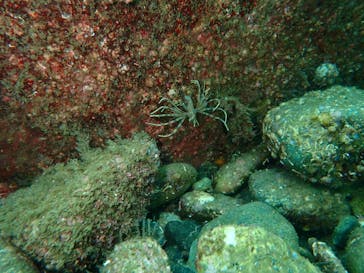 プロダイブショップ ラグナに投稿された画像（2019/8/31）