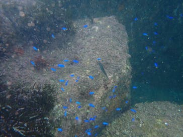 プロダイブショップ ラグナに投稿された画像（2019/8/31）