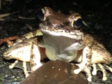 奄美ナイトツアーサービスに投稿された画像（2019/8/31）