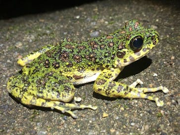 奄美ナイトツアーサービスに投稿された画像（2019/8/31）