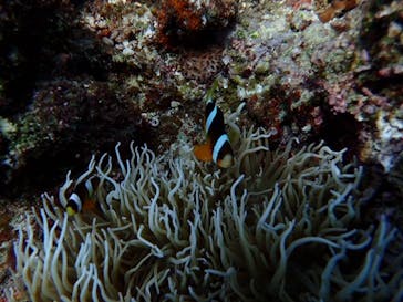 ダイビングショップ Sea Free（シーフリー）に投稿された画像（2019/9/1）