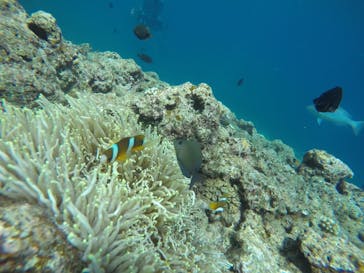 武藤潜水に投稿された画像（2019/9/1）