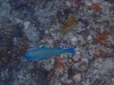 ダイビングショップ Sea Free（シーフリー）に投稿された画像（2019/9/2）