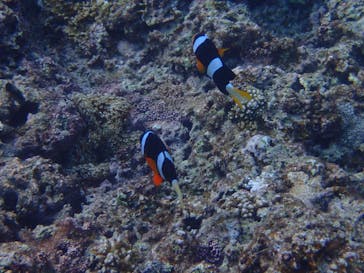 ダイビングショップ Sea Free（シーフリー）に投稿された画像（2019/9/2）