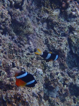 ダイビングショップ Sea Free（シーフリー）に投稿された画像（2019/9/2）