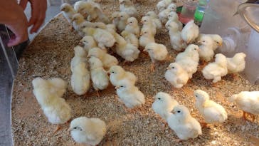 Moff animal cafe MARKIS 福岡ももち店に投稿された画像（2019/9/3）