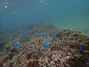 ダイビングショップ Sea Free（シーフリー）に投稿された画像（2019/9/4）