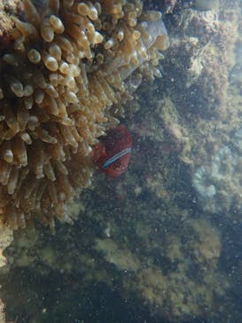 ダイビングショップ Sea Free（シーフリー）に投稿された画像（2019/9/5）