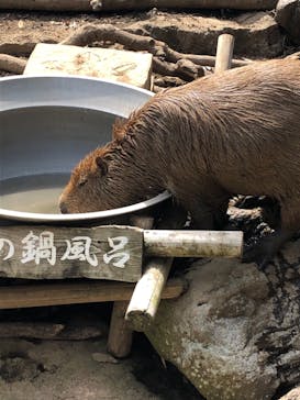 伊豆シャボテン動物公園に投稿された画像（2019/9/5）