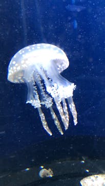 新江ノ島水族館に投稿された画像（2019/9/9）