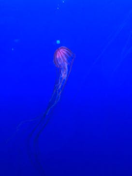 新江ノ島水族館に投稿された画像（2019/9/9）