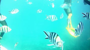 武藤潜水に投稿された画像（2019/9/10）