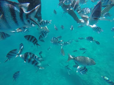 武藤潜水に投稿された画像（2019/9/10）