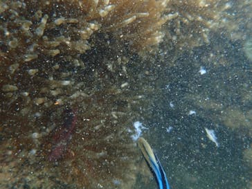 ダイビングショップ Sea Free（シーフリー）に投稿された画像（2019/9/11）