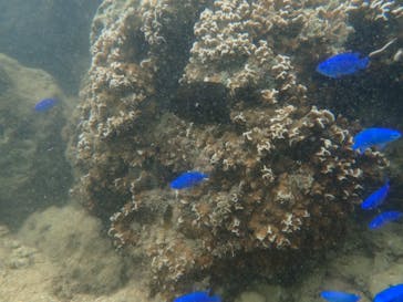 ダイビングショップ Sea Free（シーフリー）に投稿された画像（2019/9/11）