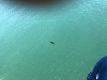 松島熱気球・パラグライダー体験に投稿された画像（2019/9/15）