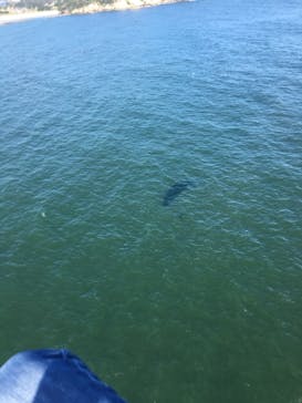 松島熱気球・パラグライダー体験に投稿された画像（2019/9/15）