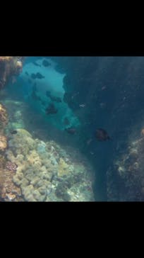 奄美ネイチャーガイドに投稿された画像（2019/9/16）