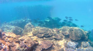 奄美ネイチャーガイドに投稿された画像（2019/9/16）