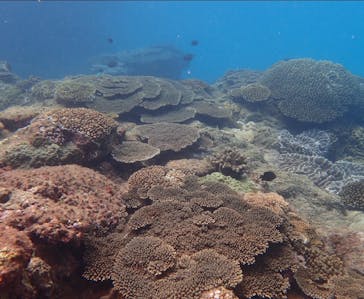 奄美ネイチャーガイドに投稿された画像（2019/9/16）