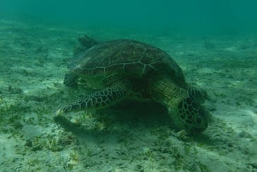 奄美ネイチャーガイドに投稿された画像（2019/9/16）