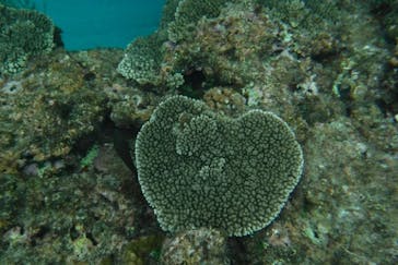 奄美ネイチャーガイドに投稿された画像（2019/9/16）