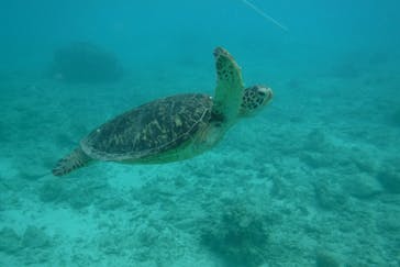 奄美ネイチャーガイドに投稿された画像（2019/9/16）