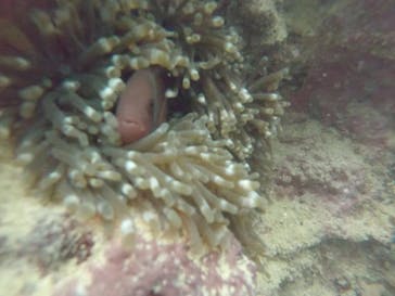 武藤潜水に投稿された画像（2019/9/17）