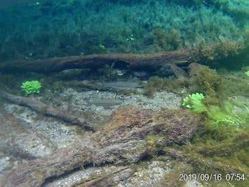 Matatabi（マタタビ）に投稿された画像（2019/9/17）