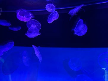 すみだ水族館に投稿された画像（2019/9/17）