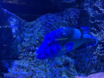 すみだ水族館に投稿された画像（2019/9/17）